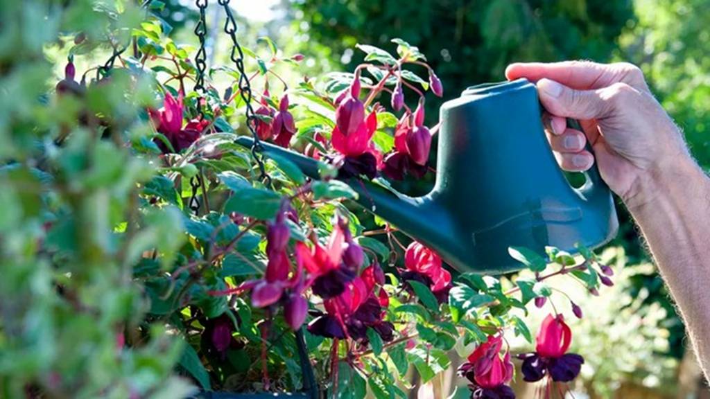 Trồng cây cảnh mùa đông sợ nhất 4 loại nước chết người này, tưới một muỗng, chết cả chậu-5