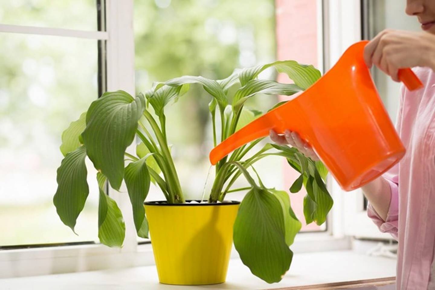 Trồng cây cảnh mùa đông sợ nhất 4 loại nước chết người này, tưới một muỗng, chết cả chậu-6
