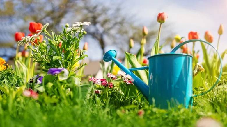 Trồng cây cảnh mùa đông sợ nhất 4 loại nước chết người này, tưới một muỗng, chết cả chậu-7