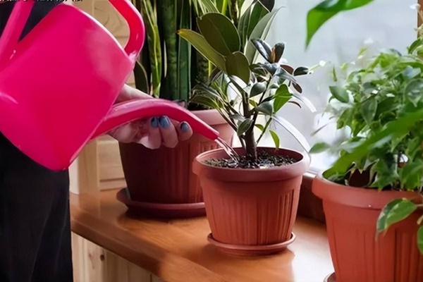 Cây cảnh cát tường, hoa đẹp, quả ngon, đông trồng, xuân hưởng, mang điềm lành, may mắn đến nhà-12