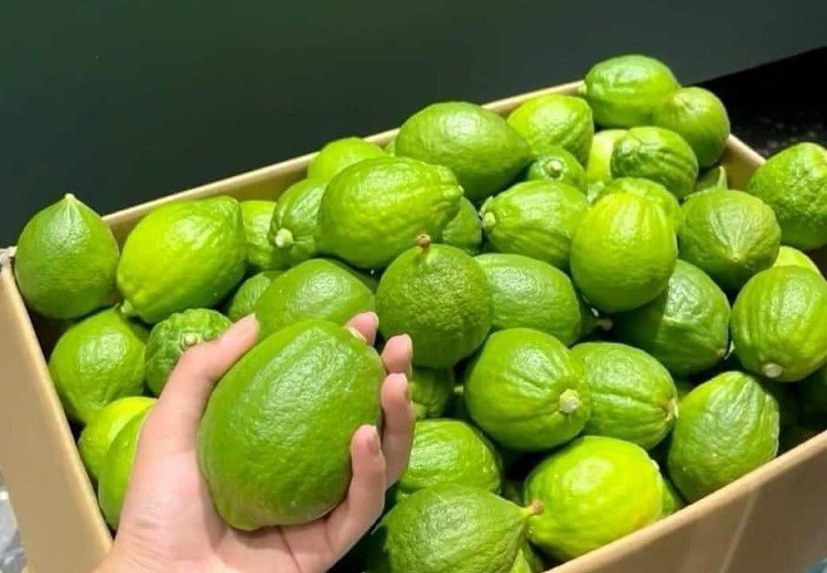 Loại chanh lạ” nhập từ Trung Quốc gây sốt” tại chợ Việt, cửa hàng bán ngày cả tấn-2