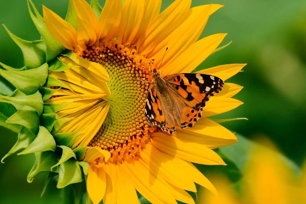 Tháng 11 giàu có, tháng 12 sôi động, 4 con giáp đón cuộc sống sung túc, muôn màu trong mùa đông này-5