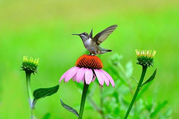 Tháng 11 giàu có, tháng 12 sôi động, 4 con giáp đón cuộc sống sung túc, muôn màu trong mùa đông này-1