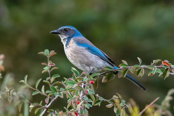 Tháng 11 giàu có, tháng 12 sôi động, 4 con giáp đón cuộc sống sung túc, muôn màu trong mùa đông này-4