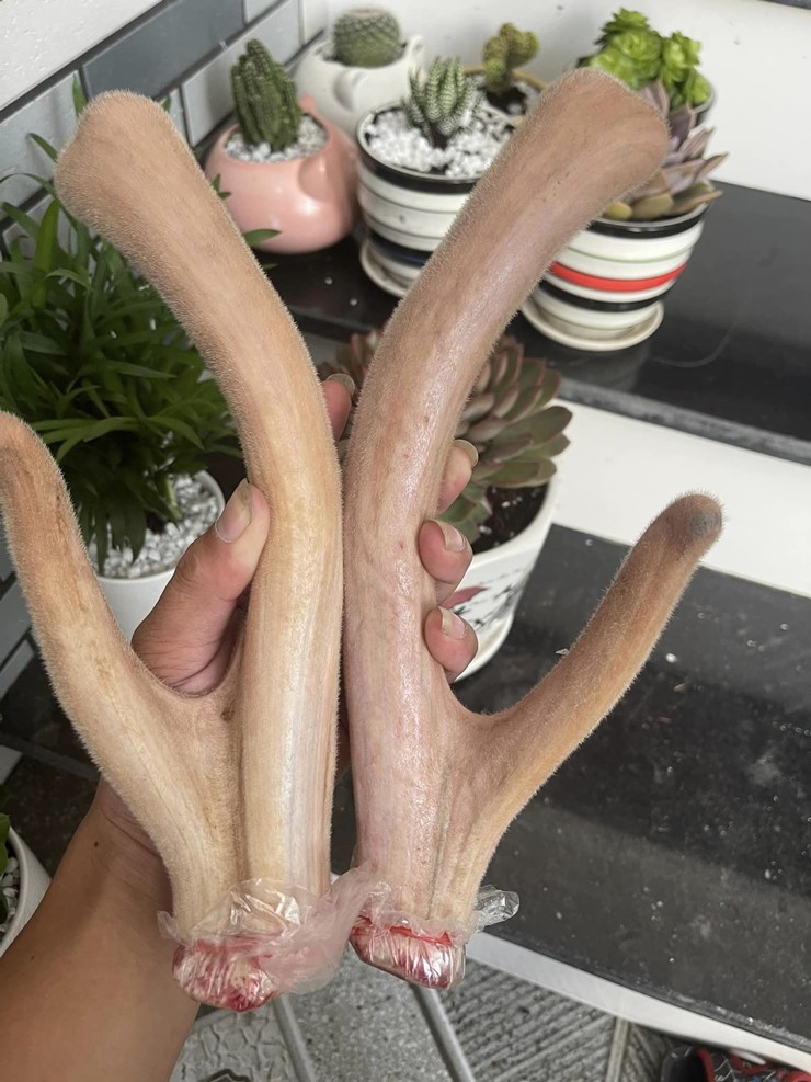 Nhung hươu giảm giá, có lúc bán một cân mất một triệu đồng-2