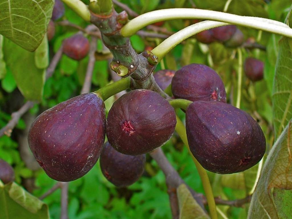 Cây cảnh cát tường, hoa đẹp, quả ngon, đông trồng, xuân hưởng, mang điềm lành, may mắn đến nhà-8