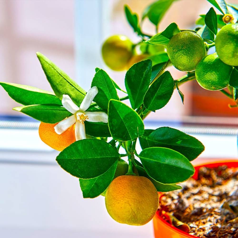 Cây cảnh cát tường, hoa đẹp, quả ngon, đông trồng, xuân hưởng, mang điềm lành, may mắn đến nhà-10