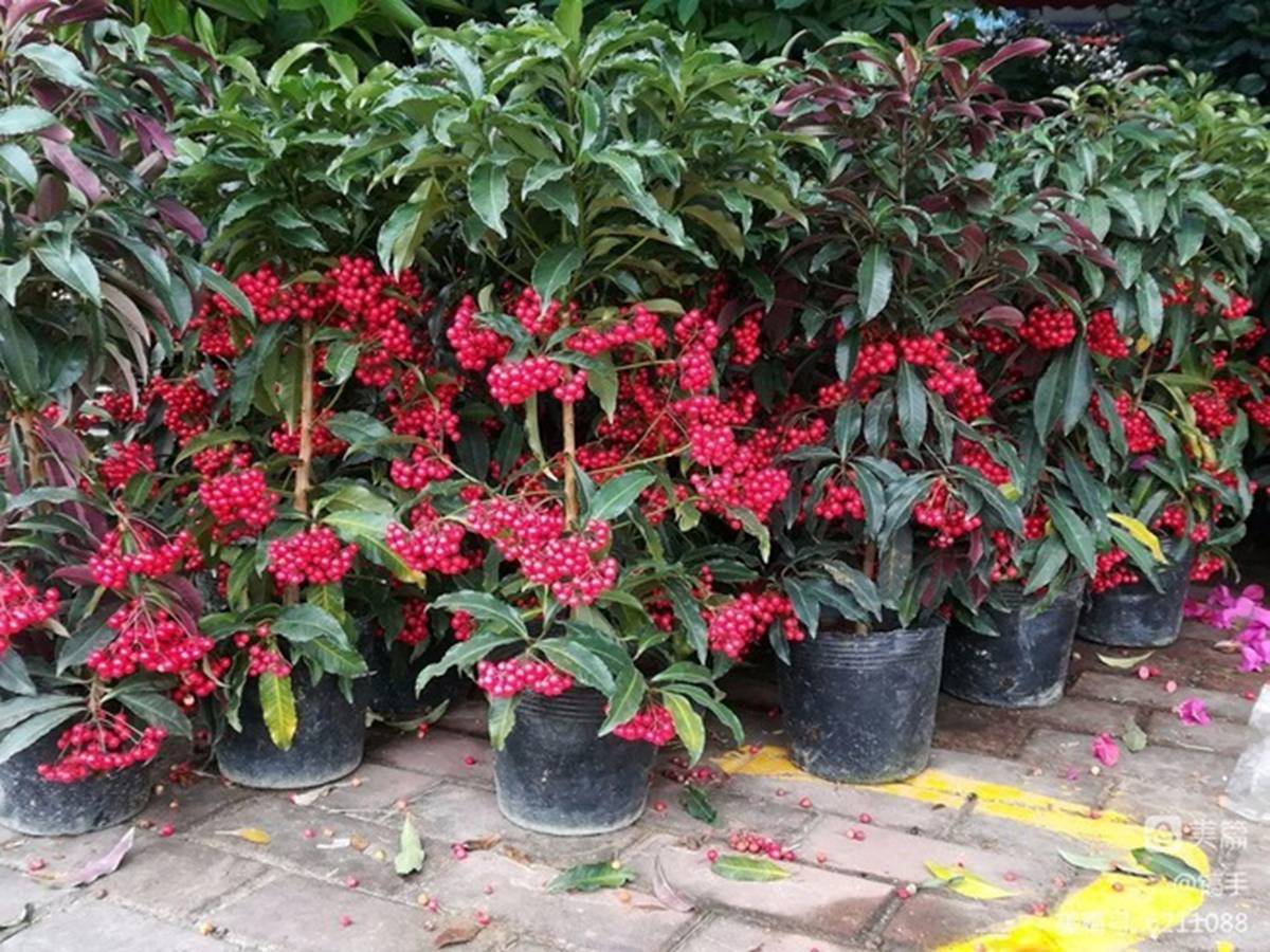 Trồng cây cảnh này như rước kho vàng vào nhà, biết chăm sóc cả năm đón tài lộc, cát tường-2