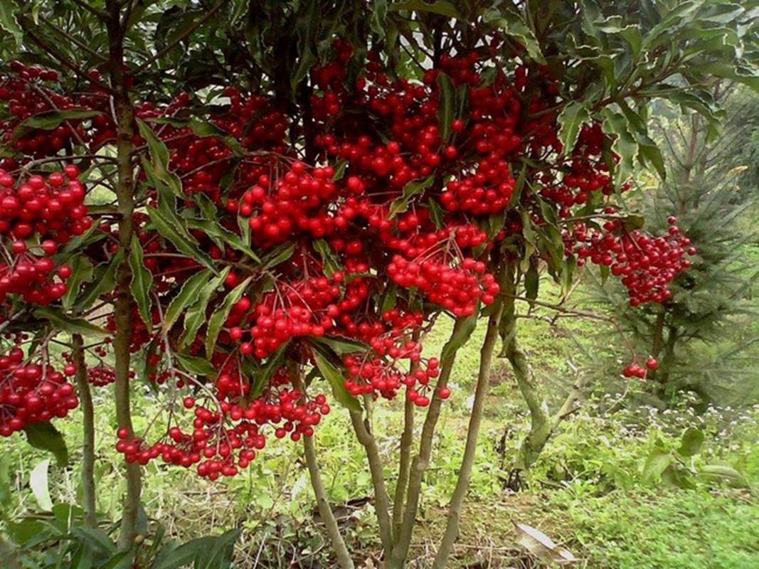 Trồng cây cảnh này như rước kho vàng vào nhà, biết chăm sóc cả năm đón tài lộc, cát tường-3