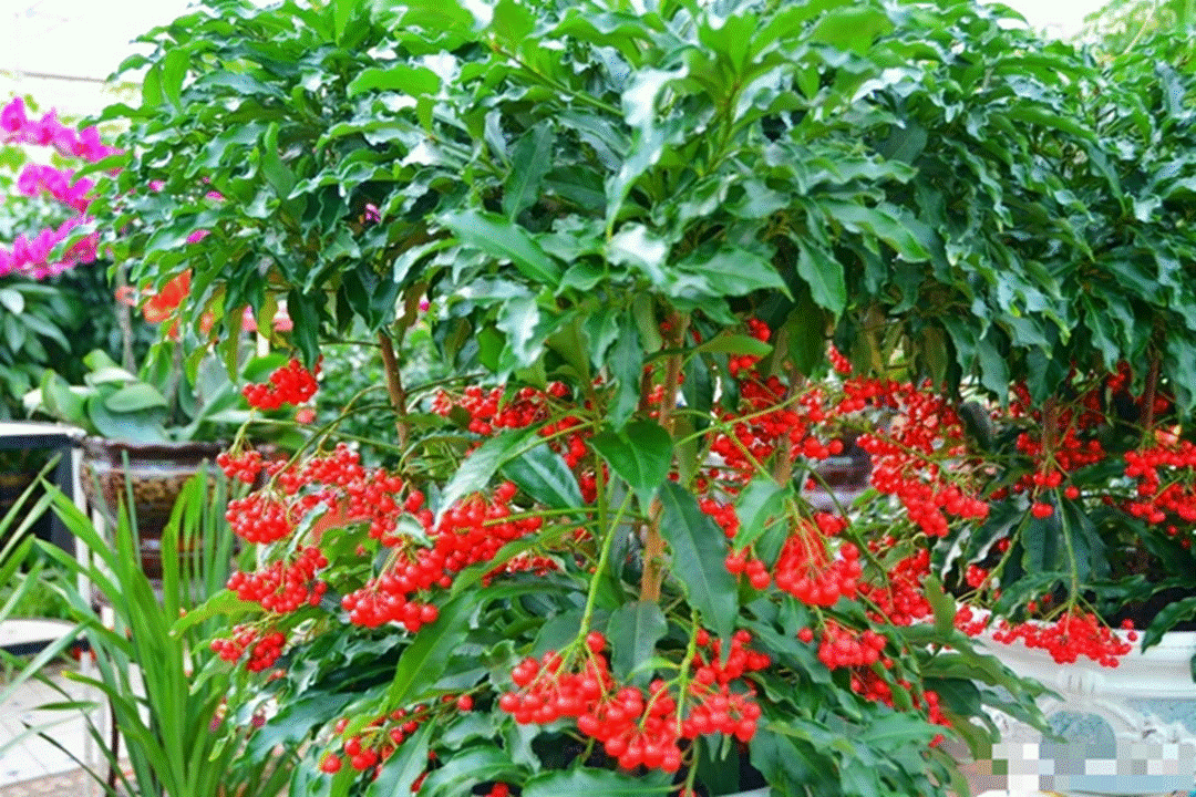 Trồng cây cảnh này như rước kho vàng vào nhà, biết chăm sóc cả năm đón tài lộc, cát tường-6