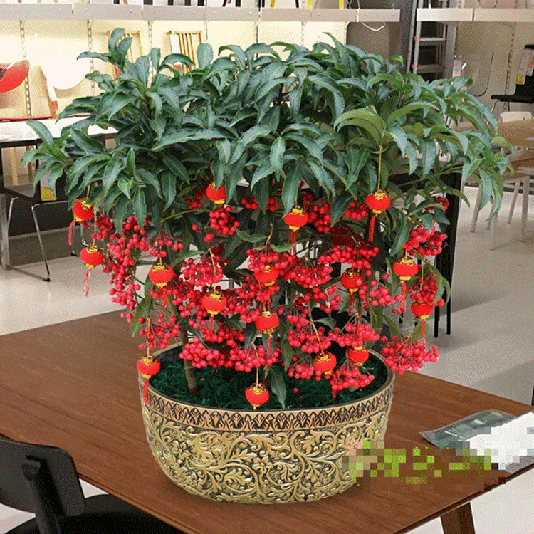 Trồng cây cảnh này như rước kho vàng vào nhà, biết chăm sóc cả năm đón tài lộc, cát tường-9