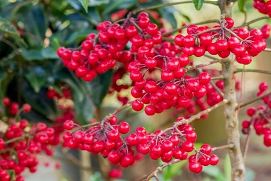Trồng cây cảnh này như rước
