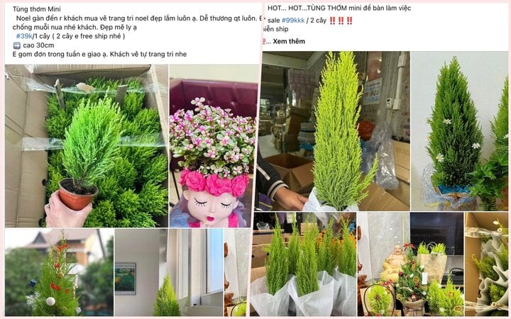 Tùng thơm mini để bàn giá siêu rẻ, khách săn mua đón Giáng sinh-1