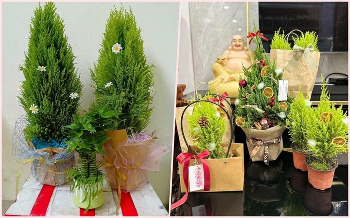 Tùng thơm mini để bàn giá siêu rẻ, khách săn mua đón Giáng sinh-2
