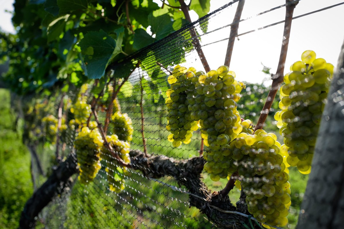 Ngắm nông trại bên Mỹ của hoa hậu Việt vừa gây sốt khi tái xuất, trổ tài catwalk giữa đồng lúa-17