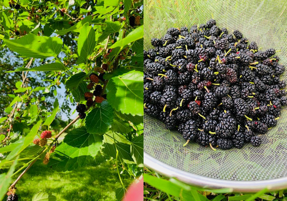 Ngắm nông trại bên Mỹ của hoa hậu Việt vừa gây sốt khi tái xuất, trổ tài catwalk giữa đồng lúa-21