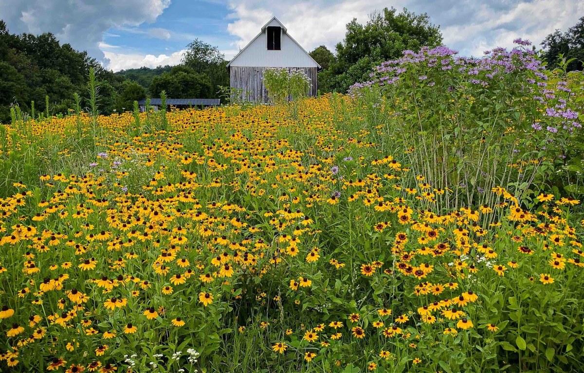 Ngắm nông trại bên Mỹ của hoa hậu Việt vừa gây sốt khi tái xuất, trổ tài catwalk giữa đồng lúa-26