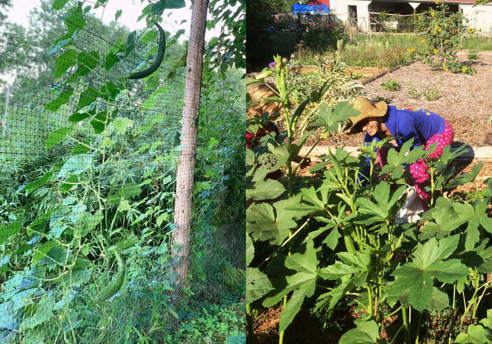 Ngắm nông trại bên Mỹ của hoa hậu Việt vừa gây sốt khi tái xuất, trổ tài catwalk giữa đồng lúa-27