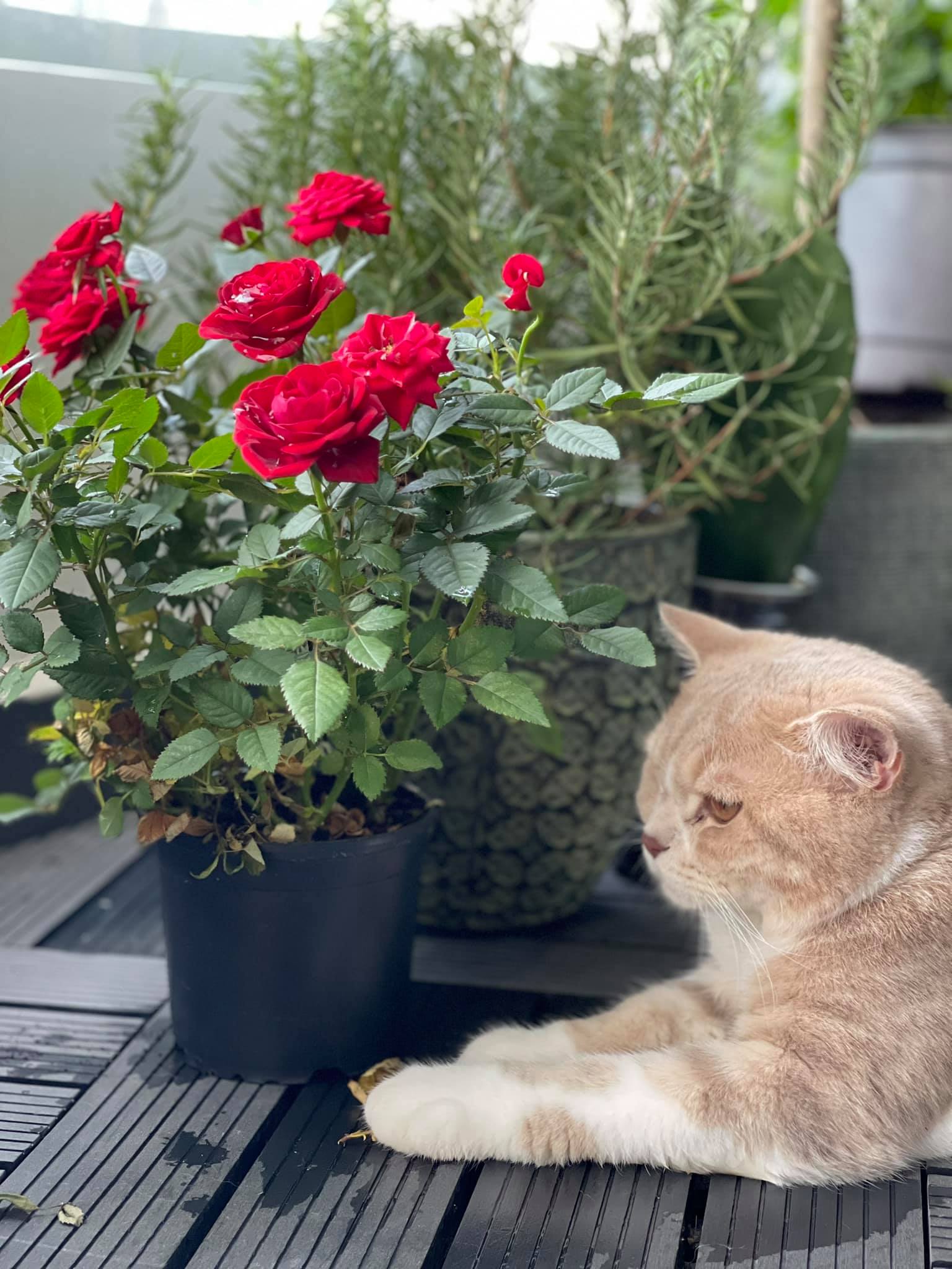 Bất ngờ làm điều ngược khi chủ động cầu hôn bạn trai người Đức, siêu mẫu Minh Tú hiện đang sống trong căn hộ thế nào?-21