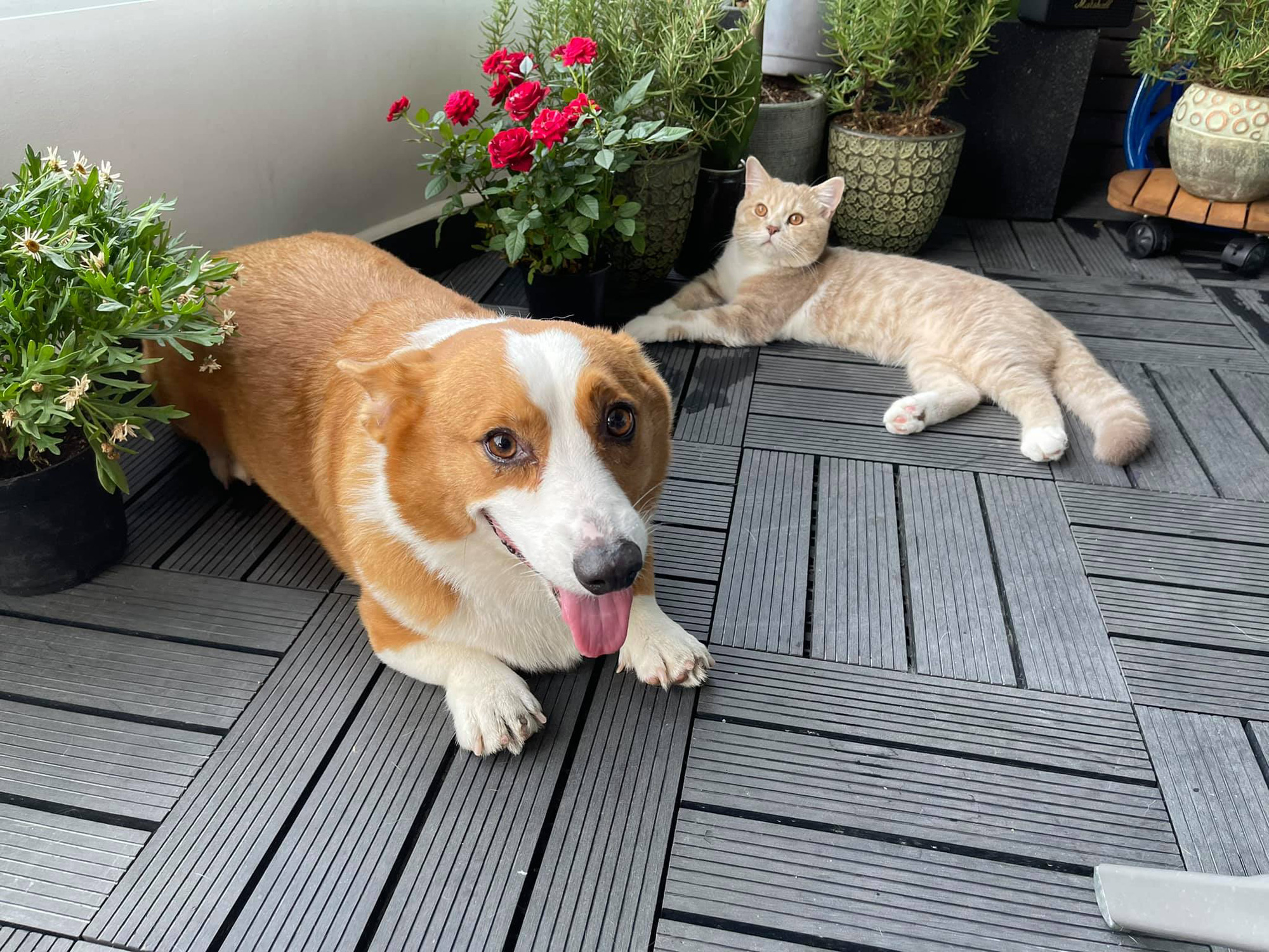 Bất ngờ làm điều ngược khi chủ động cầu hôn bạn trai người Đức, siêu mẫu Minh Tú hiện đang sống trong căn hộ thế nào?-22