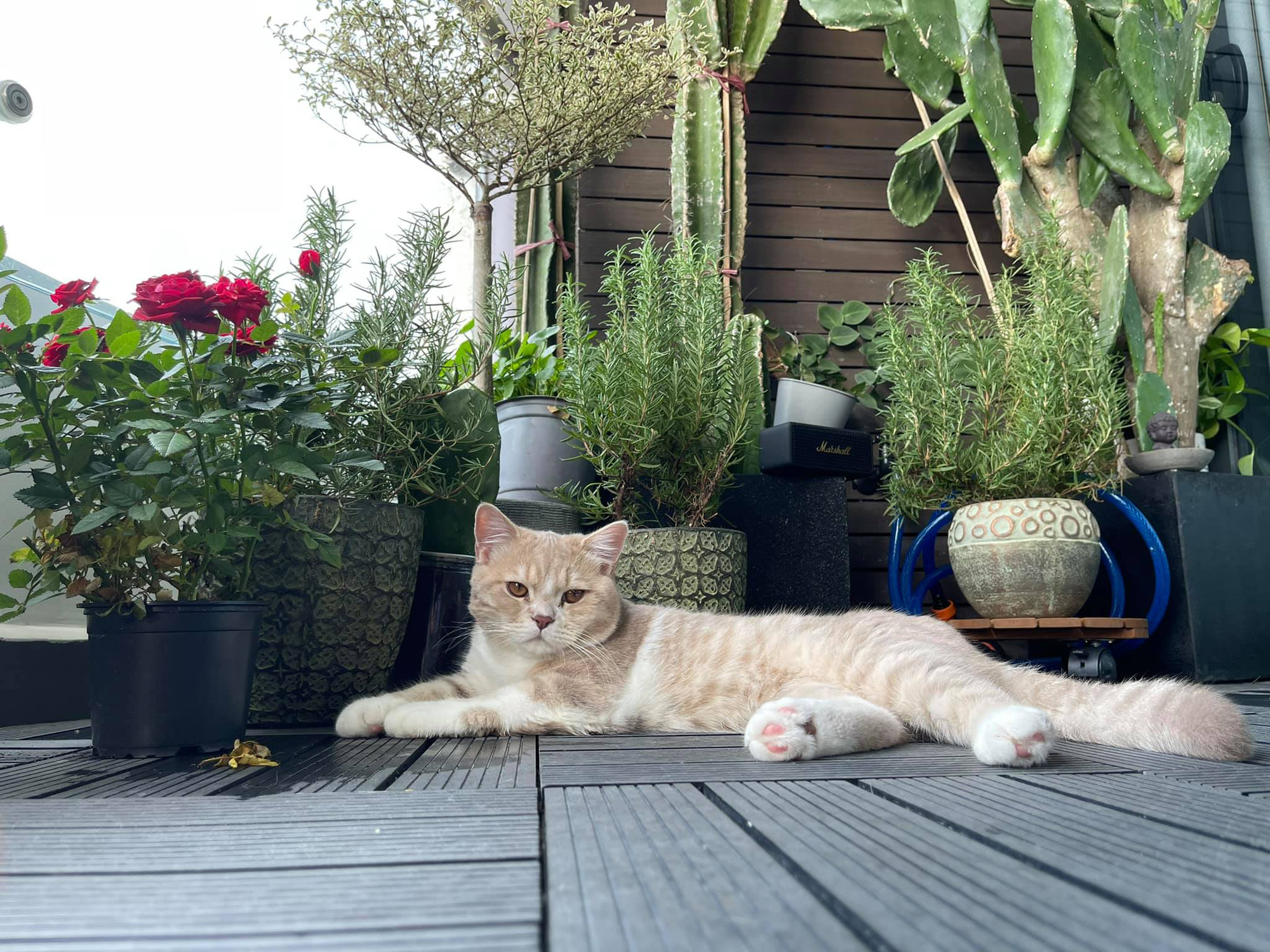 Bất ngờ làm điều ngược khi chủ động cầu hôn bạn trai người Đức, siêu mẫu Minh Tú hiện đang sống trong căn hộ thế nào?-23