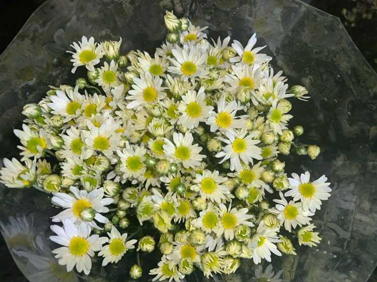 Cúc họa mi giá rẻ bất ngờ, dân buôn có ngày bán đến 500 bó-1