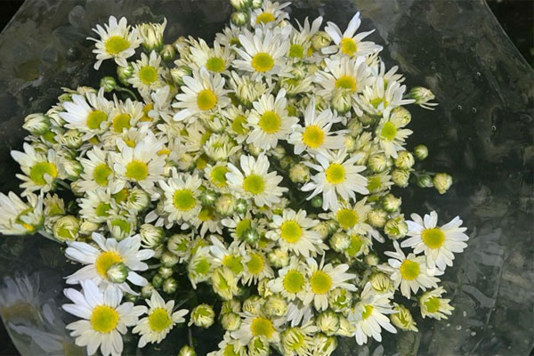 Sau thời gian gây sốt, chị em bớt mặn mà với cúc họa mi, chuyển qua săn lùng loài hoa tươi lâu hơn gấp 5 lần-5