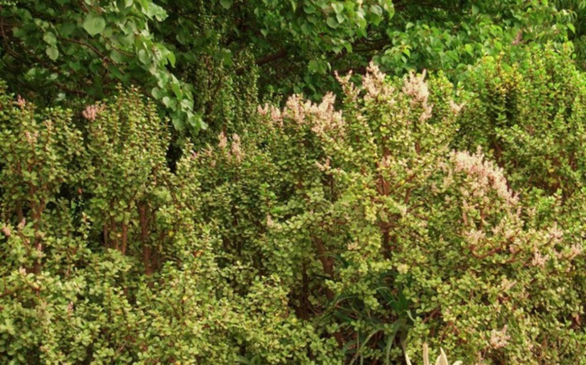 Cây cảnh vàng bạc đầy cành sợ 4 loại nước, chăm tốt sẽ thành bảo bối, rước lộc, chiêu may vào nhà-1