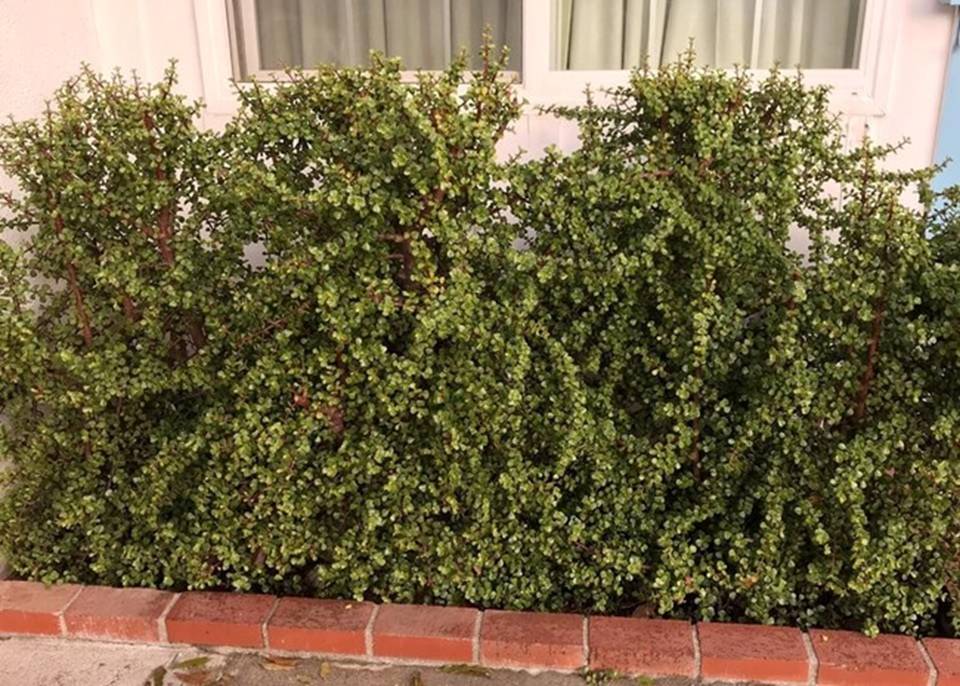 Cây cảnh vàng bạc đầy cành sợ 4 loại nước, chăm tốt sẽ thành bảo bối, rước lộc, chiêu may vào nhà-2