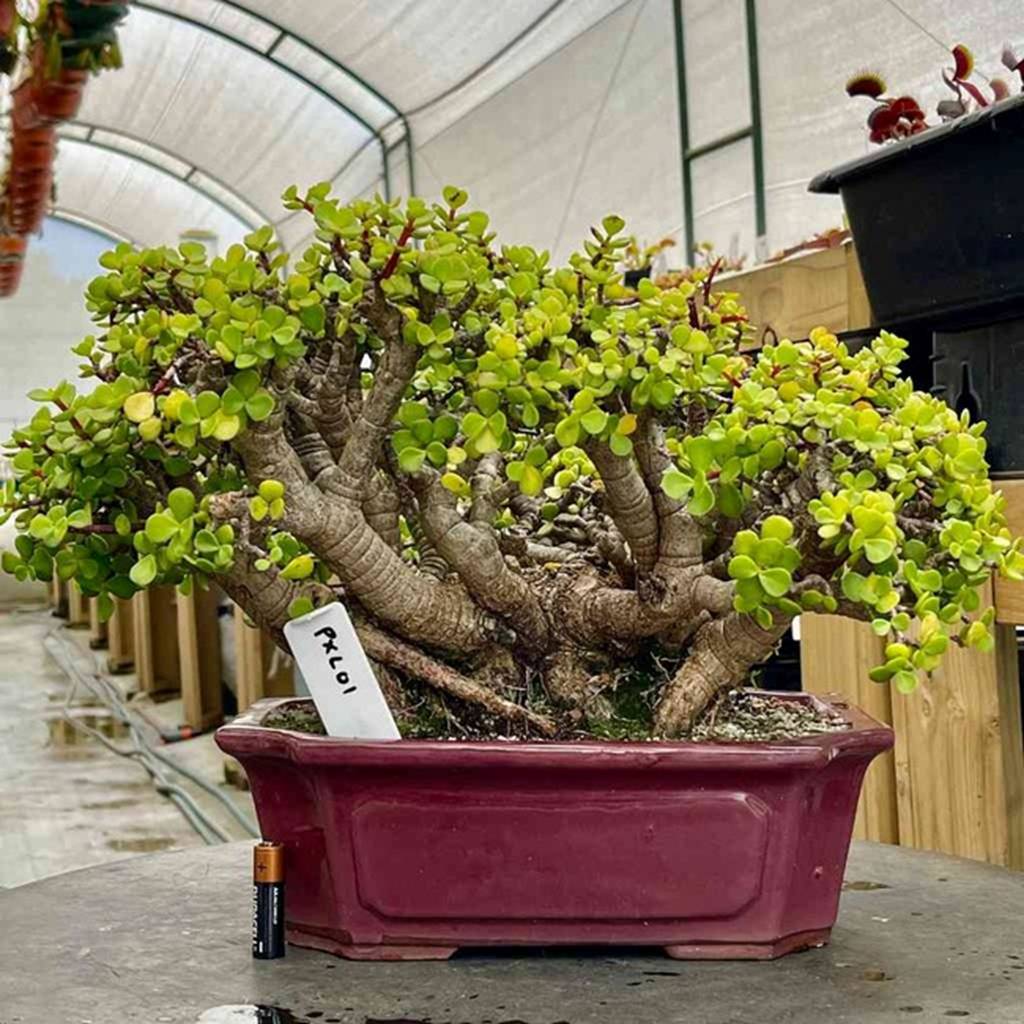 Cây cảnh vàng bạc đầy cành sợ 4 loại nước, chăm tốt sẽ thành bảo bối, rước lộc, chiêu may vào nhà-4