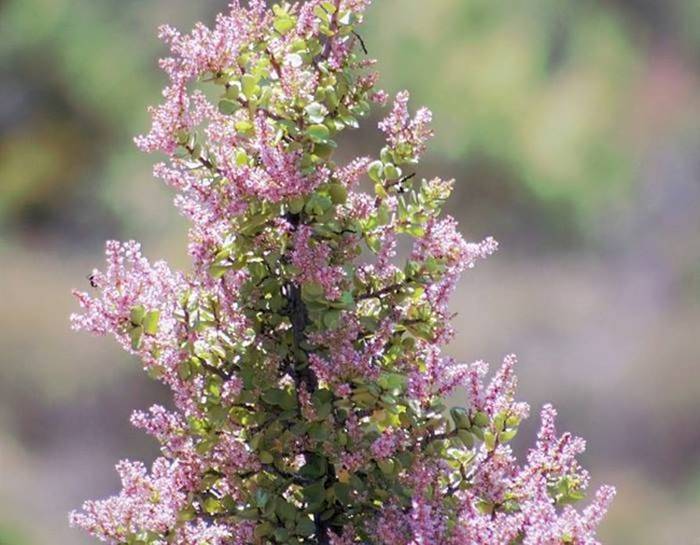 Cây cảnh vàng bạc đầy cành sợ 4 loại nước, chăm tốt sẽ thành bảo bối, rước lộc, chiêu may vào nhà-5