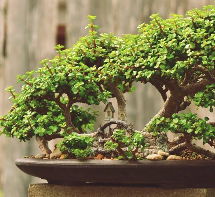 Cây cảnh vàng bạc đầy cành sợ 4 loại nước, chăm tốt sẽ thành bảo bối, rước lộc, chiêu may vào nhà-8