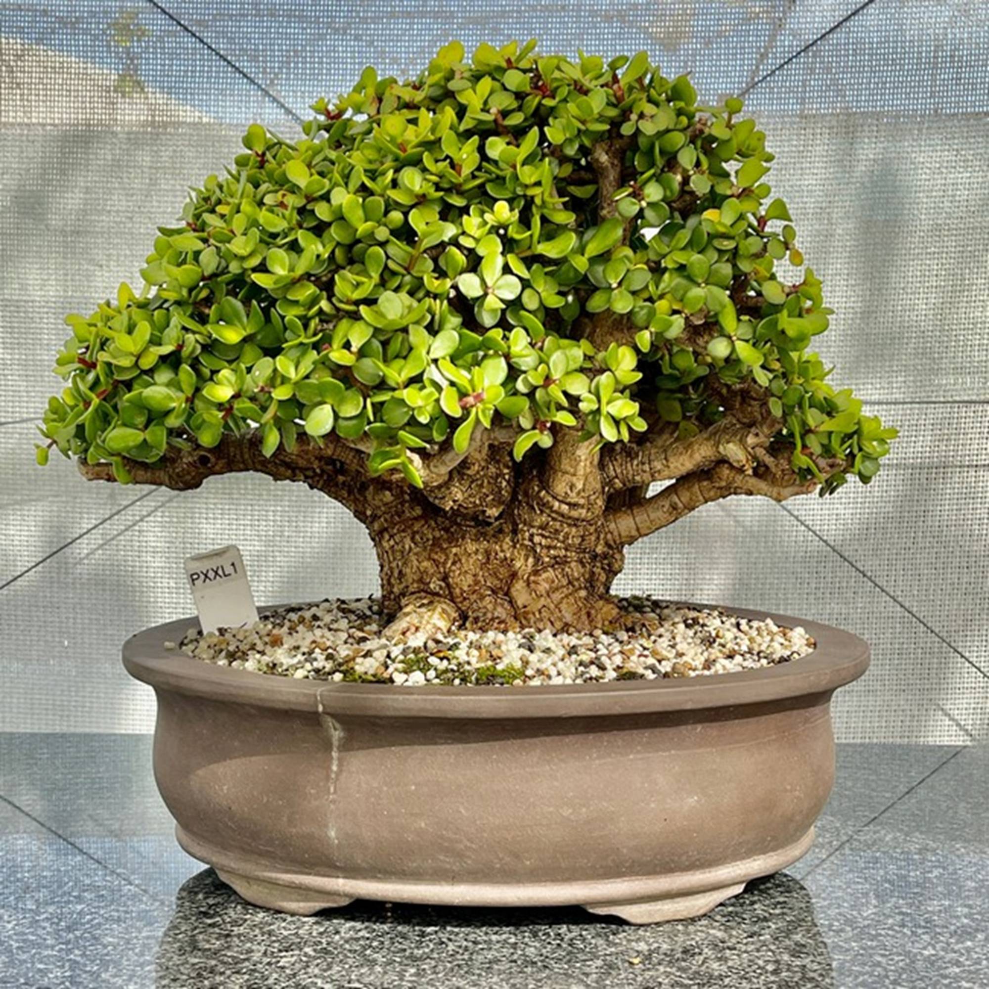 Cây cảnh vàng bạc đầy cành sợ 4 loại nước, chăm tốt sẽ thành bảo bối, rước lộc, chiêu may vào nhà-9