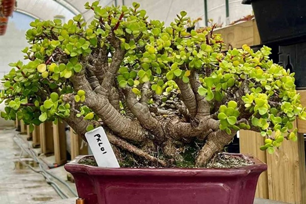 Nhà tối đến mấy cũng trồng được 7 cây tài lộc này, càng trong tối cây càng phát triển sum suê-8