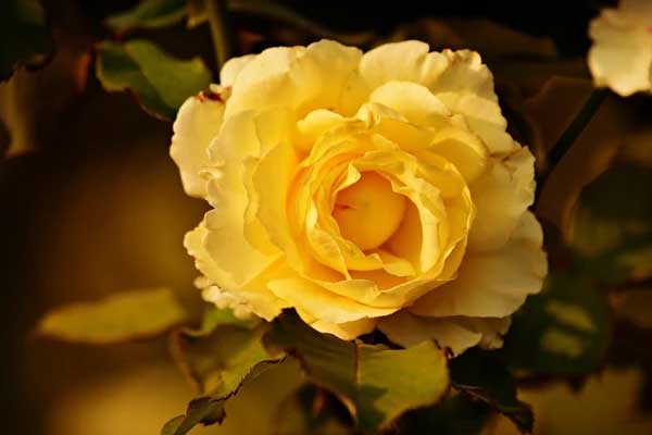 Ước mơ thành sự thật: 3 con giáp nhạy bén kinh doanh, tháng 12 đạt được ý nguyện, tiền bạc rủng rỉnh-1