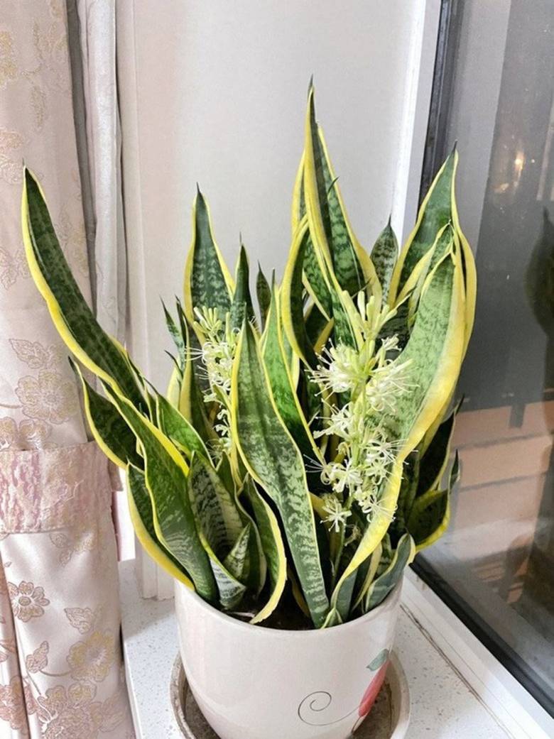 Nhà tối đến mấy cũng trồng được 7 cây tài lộc này, càng trong tối cây càng phát triển sum suê-1