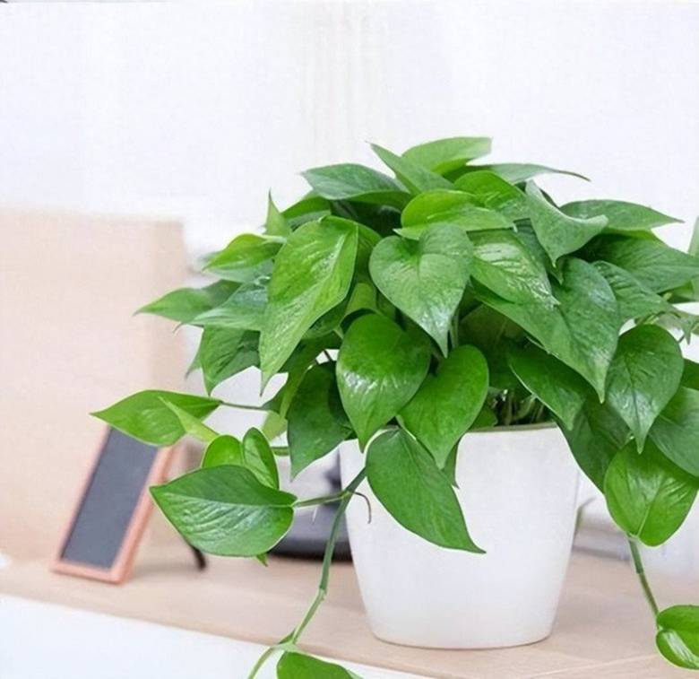 Nhà tối đến mấy cũng trồng được 7 cây tài lộc này, càng trong tối cây càng phát triển sum suê-4