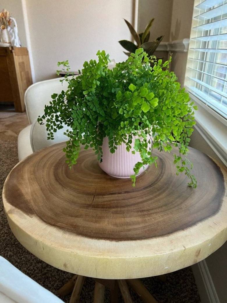 Nhà tối đến mấy cũng trồng được 7 cây tài lộc này, càng trong tối cây càng phát triển sum suê-5