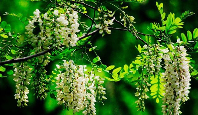 Người xưa dặn, trong nhà có 3 cây tuyệt đối đừng chặt, nếu không sẽ chặt đứt tài lộc của con cháu-1