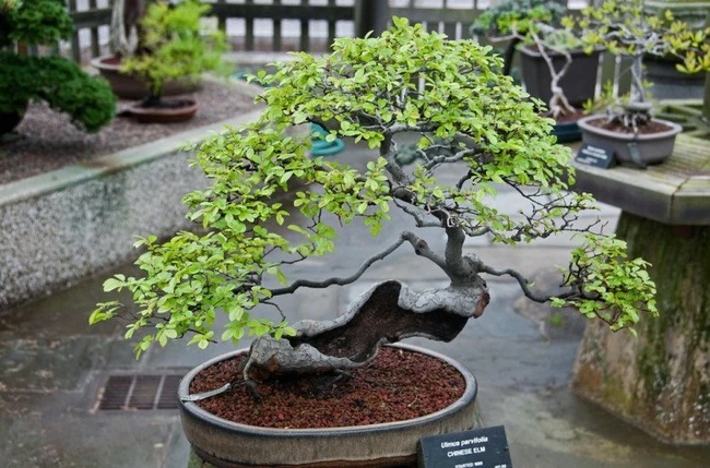 Người xưa dặn, trong nhà có 3 cây tuyệt đối đừng chặt, nếu không sẽ chặt đứt tài lộc của con cháu-2