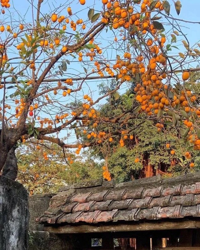 Người xưa dặn, trong nhà có 3 cây tuyệt đối đừng chặt, nếu không sẽ chặt đứt tài lộc của con cháu-3