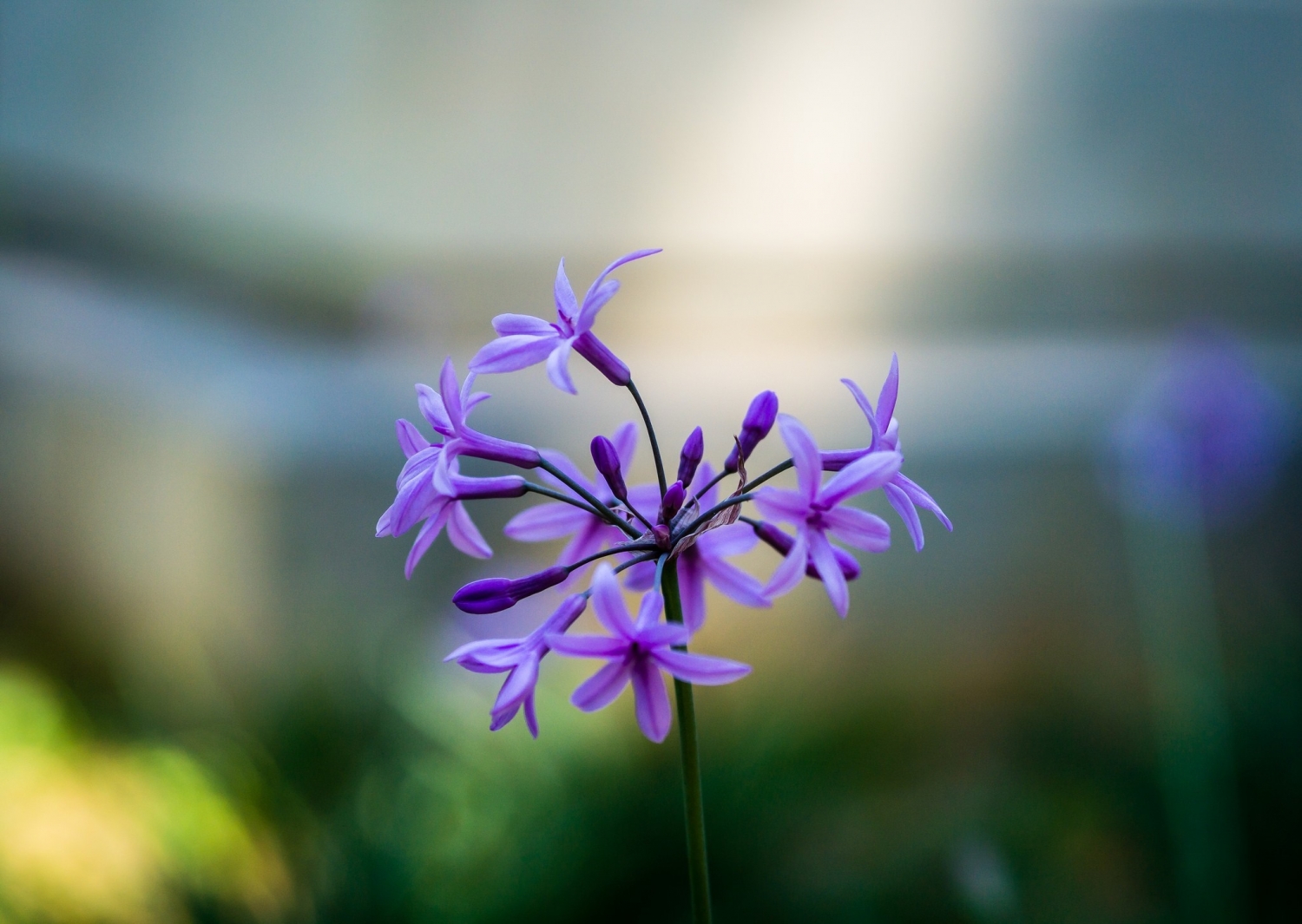 Tử vi ngày 25/11/2023: Tuổi Tý bị người gây khó, tuổi Mão vận trình thăng hoa-3