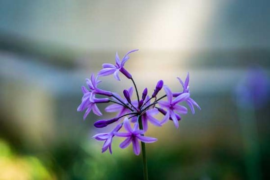 Tử vi ngày 25/11/2023: Tuổi Tý bị người gây khó, tuổi Mão vận trình thăng hoa