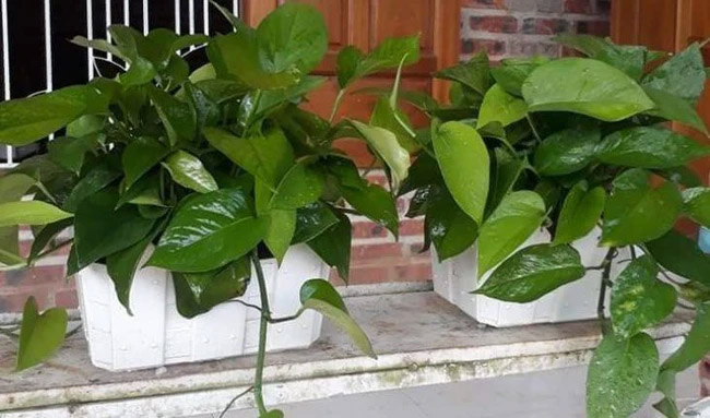 Trầu bà là cây tiền tài, nhưng tránh trồng ở 4 nơi này kẻo hao tài tốn của-2