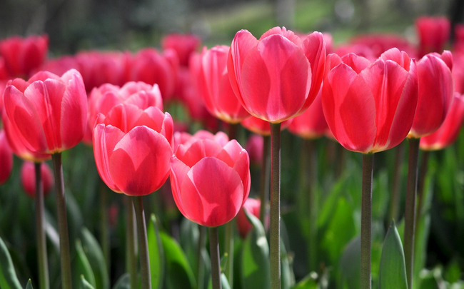 Cuối năm 2023, 3 con giáp năng động, sáng tạo, kinh doanh đột phá, thoát khỏi túng quẫn-3