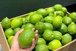 Loại mứt dừa lạ” giá gần 400.000 đồng/kg, khách mua đều phải đặt trước-3