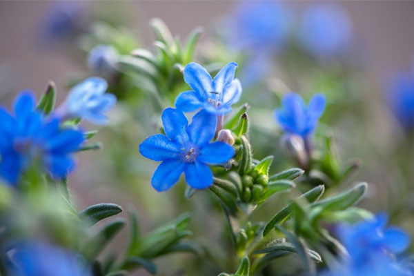 Nhờ có trái tim nhân hậu, 4 con giáp này sẽ có cuộc sống hạnh phúc trong năm 2024-5