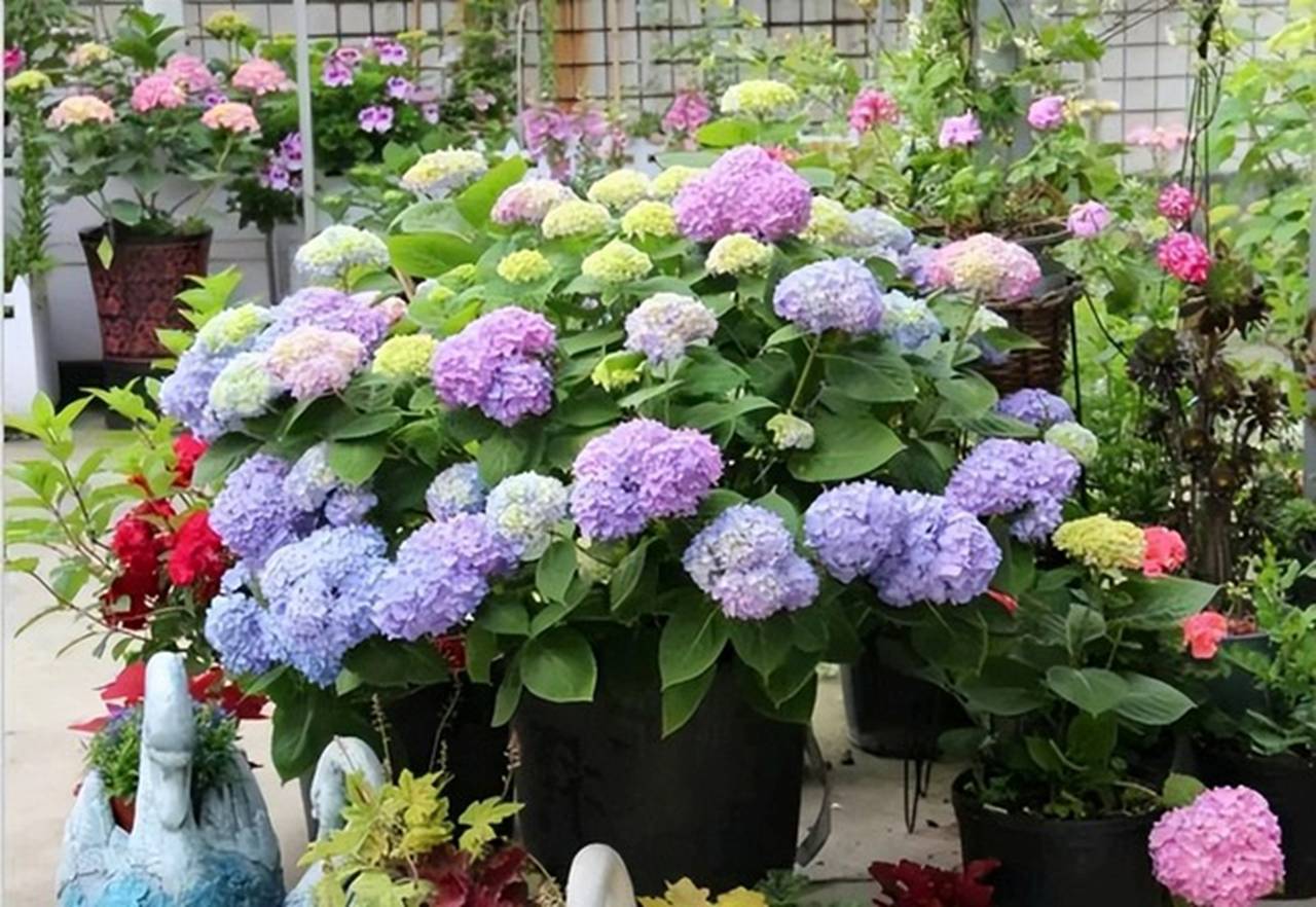 Trồng cây cảnh trong nhà không cẩn thận có thể mang lại điều xui xẻo, dễ hao tài tốn của-1