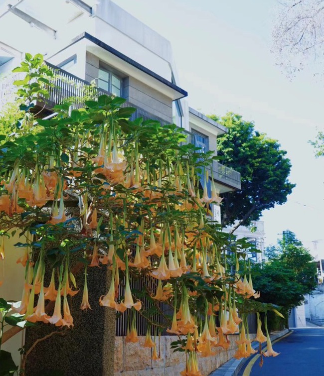 Trồng cây cảnh trong nhà không cẩn thận có thể mang lại điều xui xẻo, dễ hao tài tốn của-6