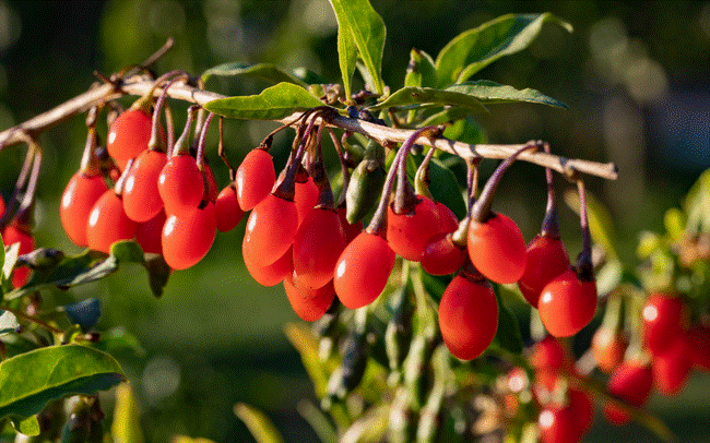 Loại quả được mệnh danh là cực phẩm làm đẹp và thuốc bổ thượng hạng giúp dưỡng gan, cải thiện thị lực rất tốt-1
